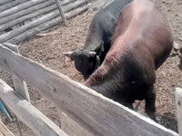 ثور, Russian Black pied cattle — الصورة 3