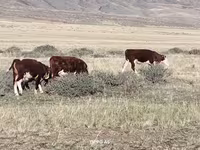 گاو نر, آبرادین-آنگوس — عکس 7