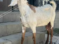 Koza, Beetal goats — fotografija 2