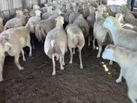 میش, گوسفند — عکس 4
