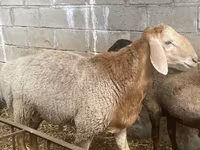قوچ, Arashan sheep — عکس 6
