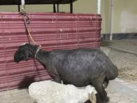 Biri-biri betina, Sheep — foto 2