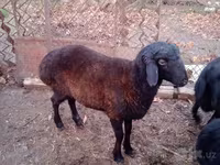 Domba jantan, Sheep — foto 1