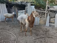 แกะตัวผู้, Arashan sheep — รูปภาพ 4
