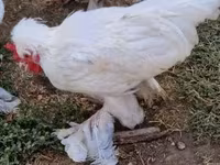 Chickens — foto 4