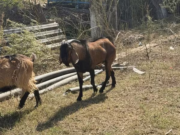 Ямаа, Alpine goat