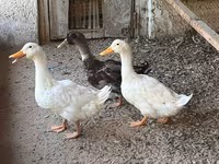 Ducks — ছবি 1