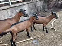 Ziege, Alpine goat — Foto 3