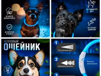 Продаю шлейки для собак и кошек,а так же лотки,лежанки,сумки переноски — รูปภาพ 5