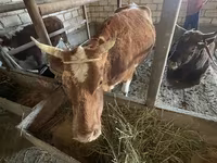 گاو نر, Latvian Blue cattle — عکس 2