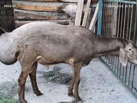 قوچ, Hissar sheep — عکس 4
