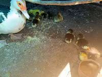 Domestic Muscovy — foto 2