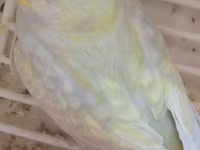 Məhsul: Dalmatin/limon rəng çalarları olan cüt dalmaçyalı-budgerigar — fotografija 4