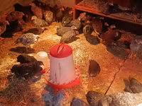 Australorp — foto 1