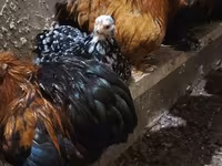 Chickens — foto 7