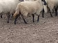 میش, Merino sheep — عکس 3