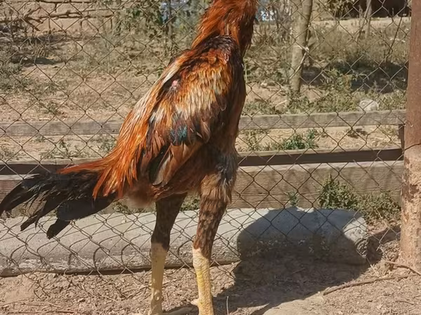 Chickens