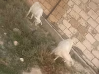 بز ماده, بز — عکس 2