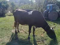 Vacă, Simmental cattle — foto 3