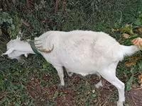 Kambing betina, Saanen goat — foto 1