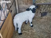 Beran, Wallis Country sheep — foto 3