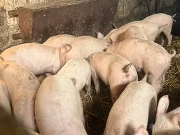 Scroafă, Крупная белая