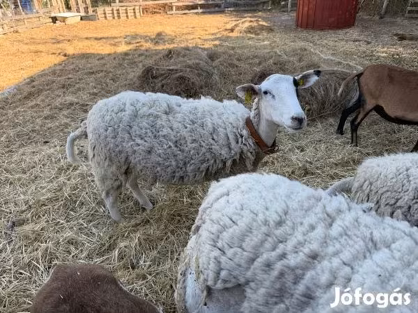 Sheep, Merino sheep — Hungary
