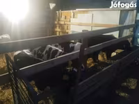 Byk, Russian Black pied cattle — zdjęcie 2