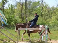 اسب نر, Pinto horses — عکس 4