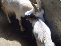 Cabra, Cabras — foto 2