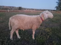 Bagge, Assaf sheep — foto 1