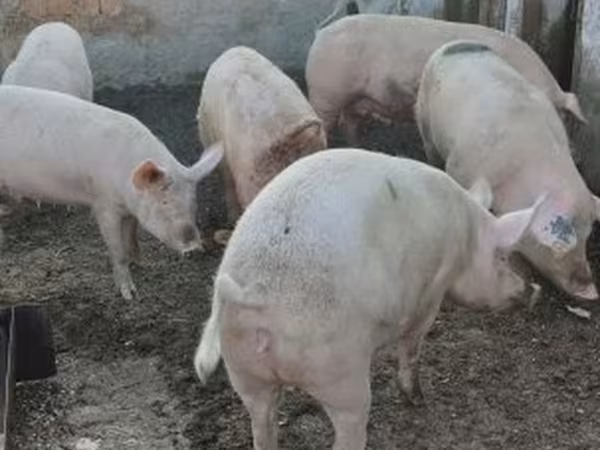 Süldőanya, Крупная белая