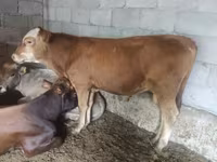 گاو نر, Simmental cattle — عکس 4