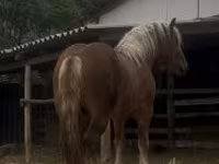Kuda jantan, Horses — foto 6