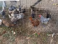 Chickens — புகைப்படம் 4
