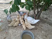 Ducks — Foto 6