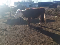 Lembu ternakan (lot, jantina tidak dinyatakan), Kazakh White-headed cow — foto 1