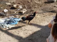 Chickens — foto 5