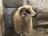 قوچ, Racka sheep — عکس 7