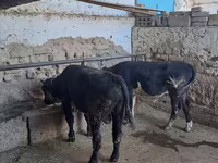 گاو نر, آبرادین-آنگوس — عکس 2