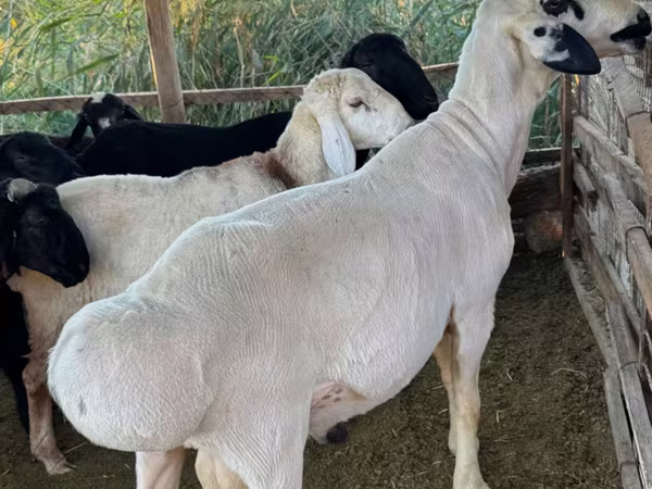ভেড়ার পাঁঠা, Hissar sheep