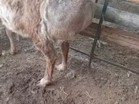 Carnero, Arashan sheep — foto 5