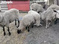 Får, White Suffolk sheep — foto 2