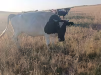 Vaca, Russian Black pied cattle — foto 1