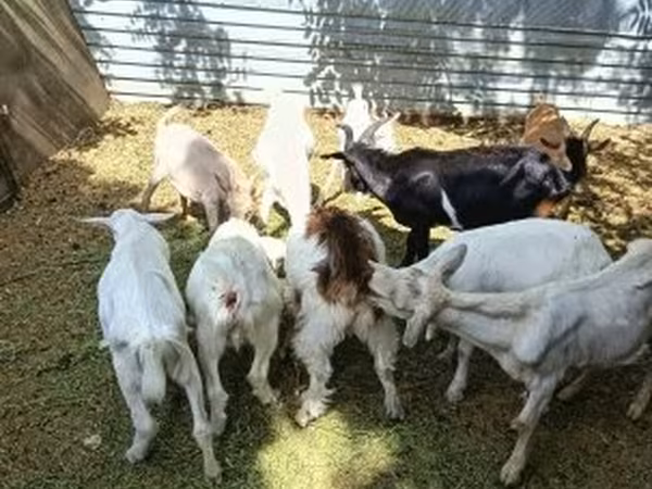 Ziegenbock, Saanen goat