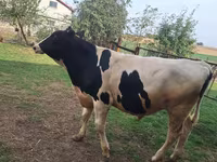 Toro, Russian Black pied cattle — foto 7