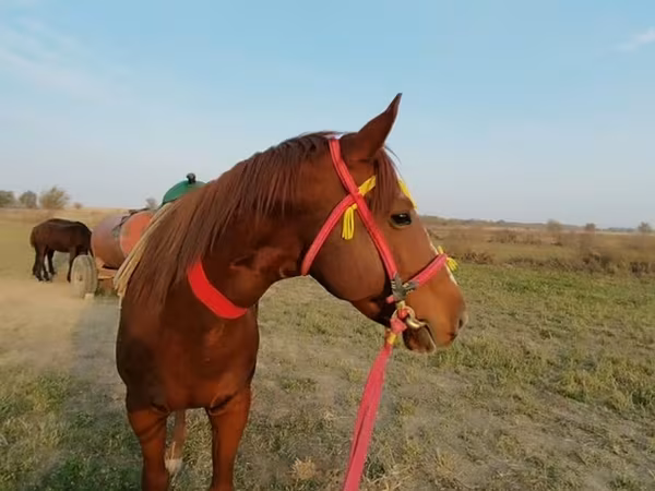 اسب نر, Kyrgyz Horse