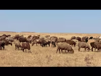 แกะตัวเมีย, Kazakh fat-tailed coarsewool sheep — รูปภาพ 1
