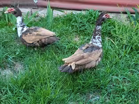 Ducks — foto 2