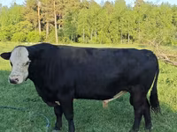 Byk, Rasa holsztyńska — zdjęcie 4